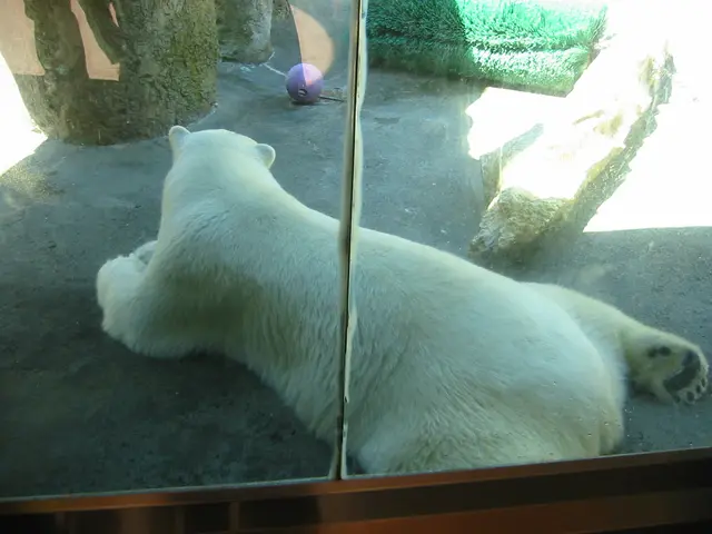 oscon 2003, polar_bear-3