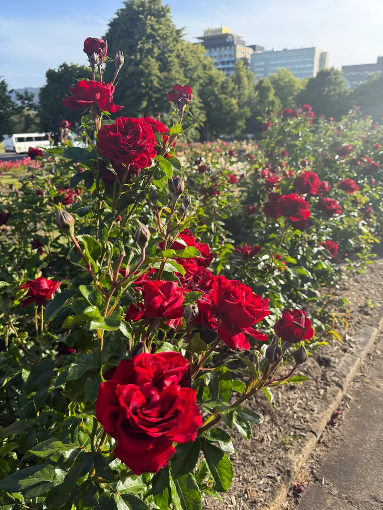 roses in Hobart