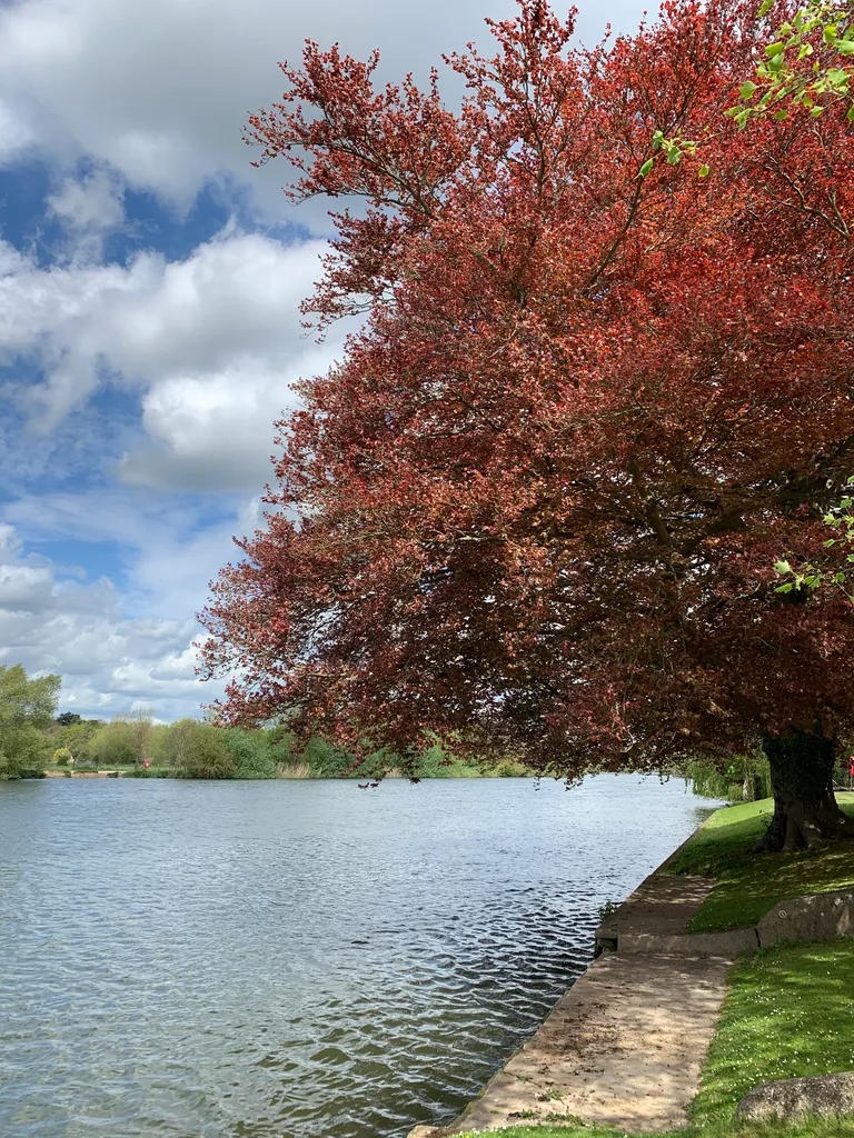 lovely tree beside a creek in Marlow