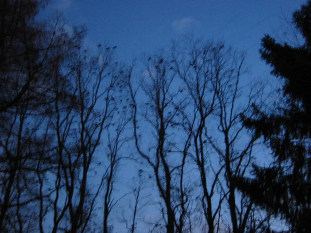 nisky-crows
