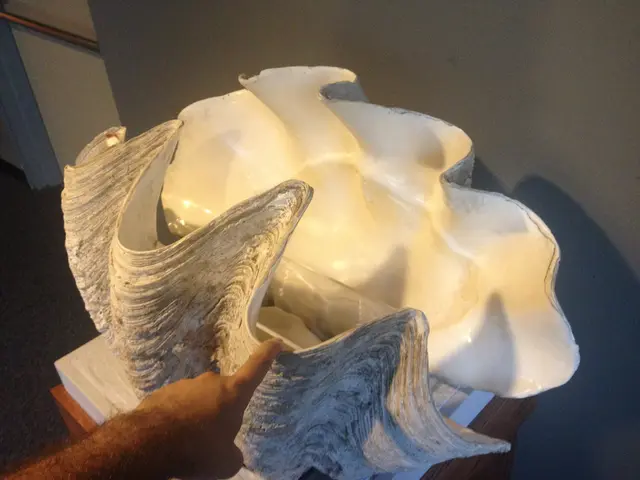 pry clam open with trident