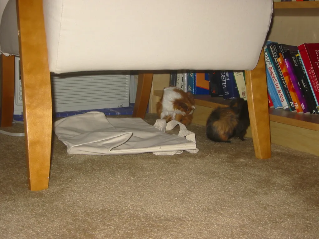 snoozer and wookiee