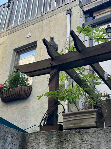 visitor to our back patio