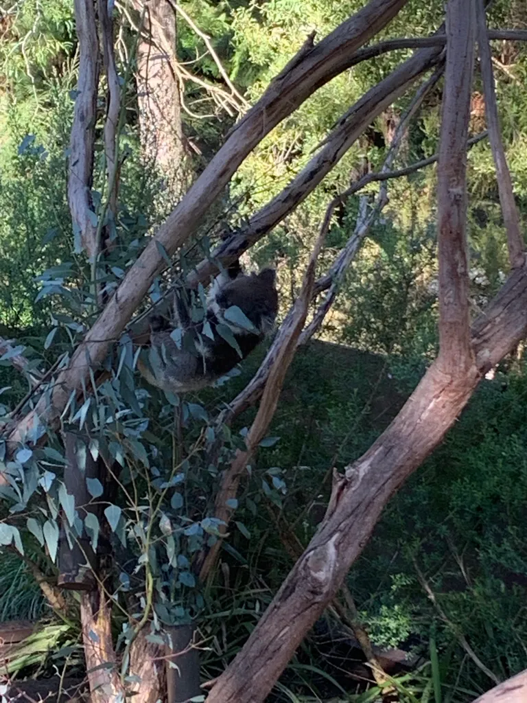 Healesville