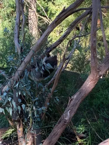 Healesville
