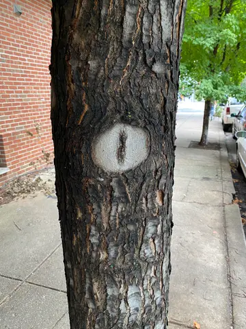 the eye of sauron, tree edition