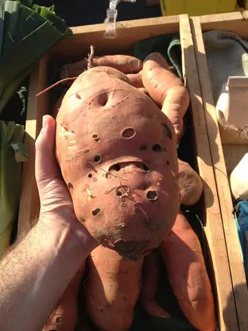 the biggest yam I've ever seen