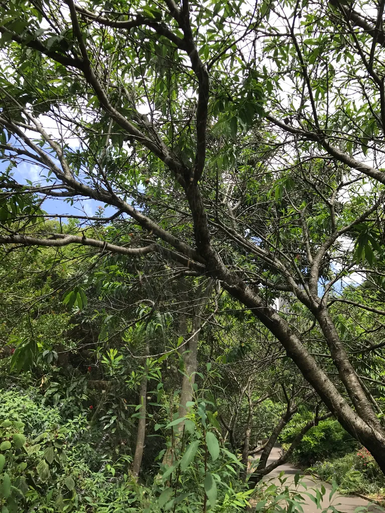 Sydney botanical gardens