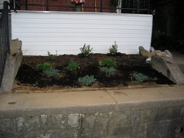 new planting out front