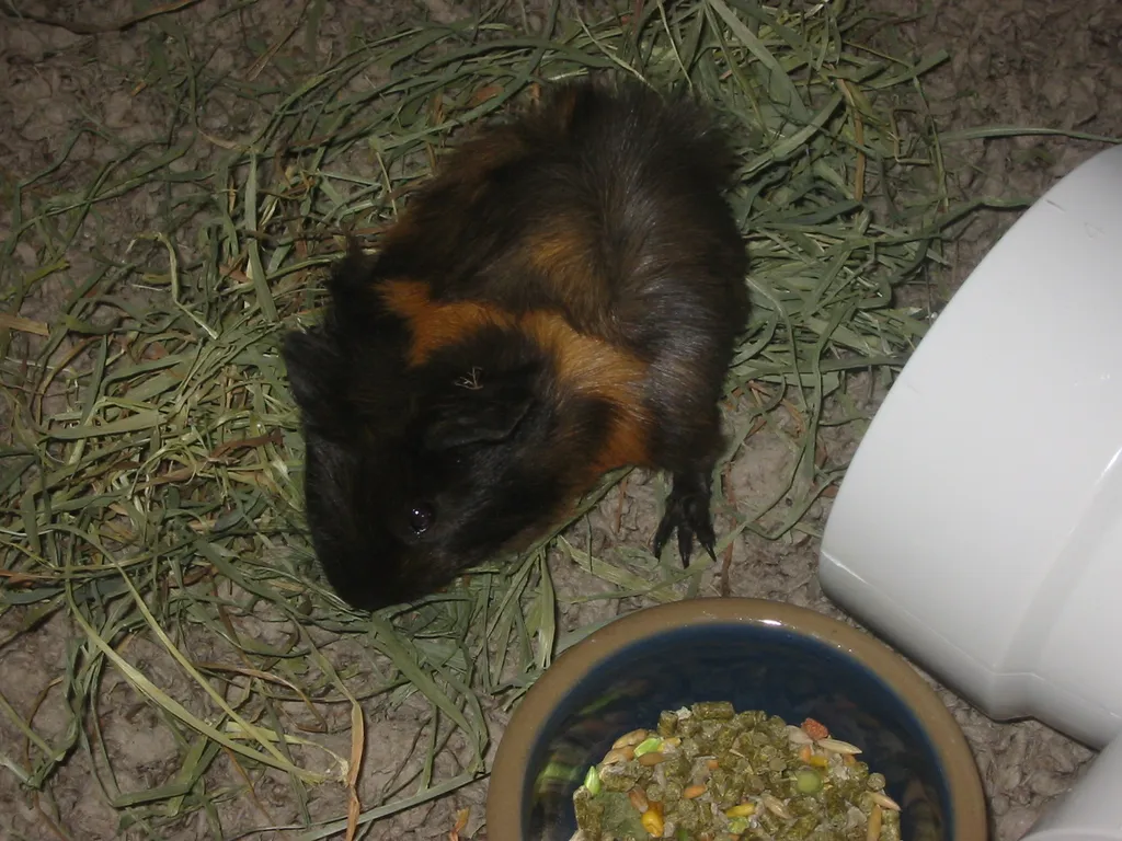 baby snoozer