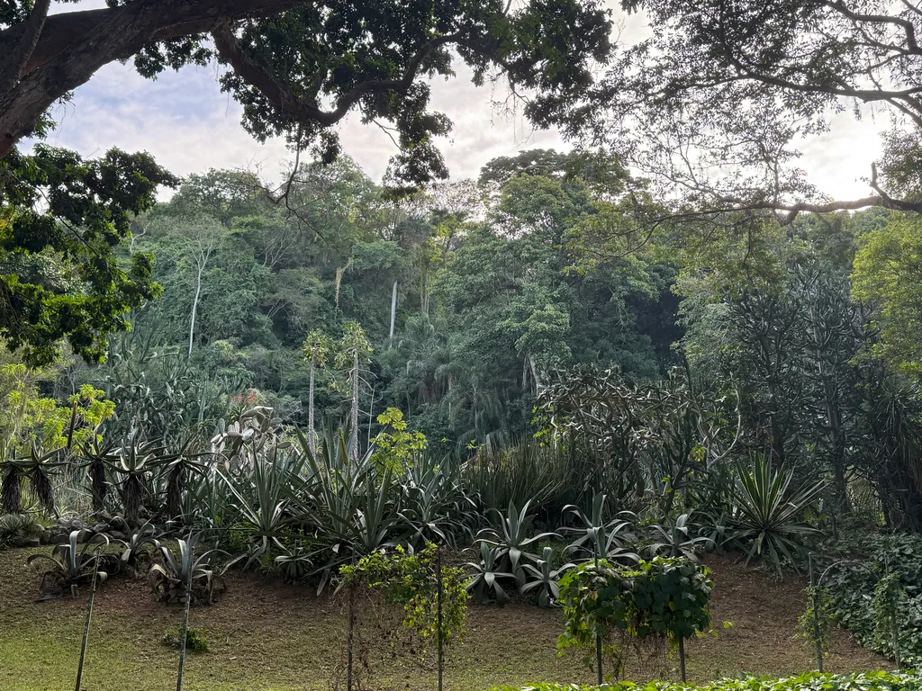 the Botanical Garden in Rio