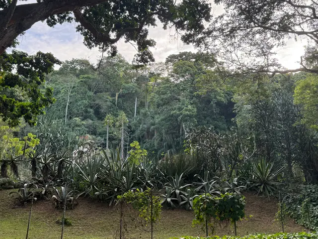 the Botanical Garden in Rio