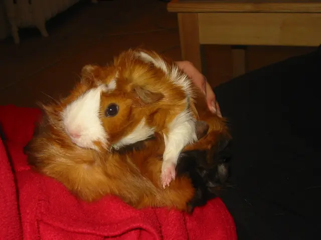 wookiee and dr. girlfriend