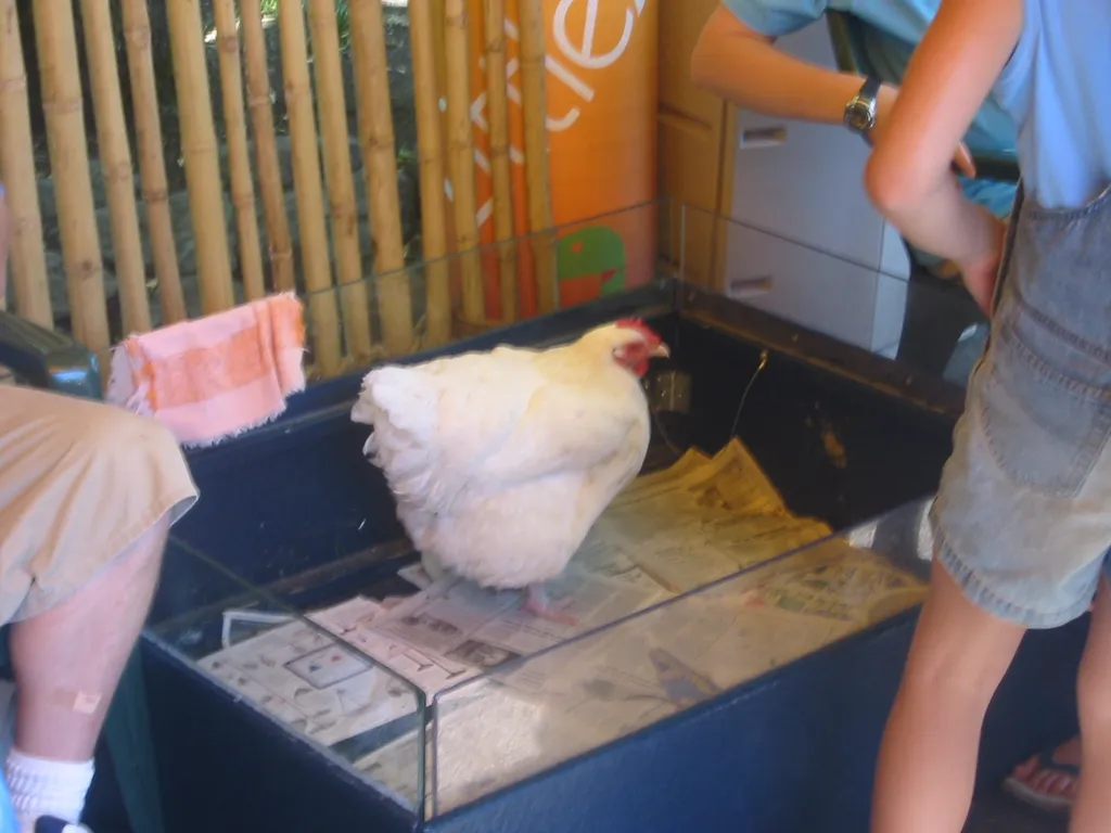 oscon 2003, chicken-1