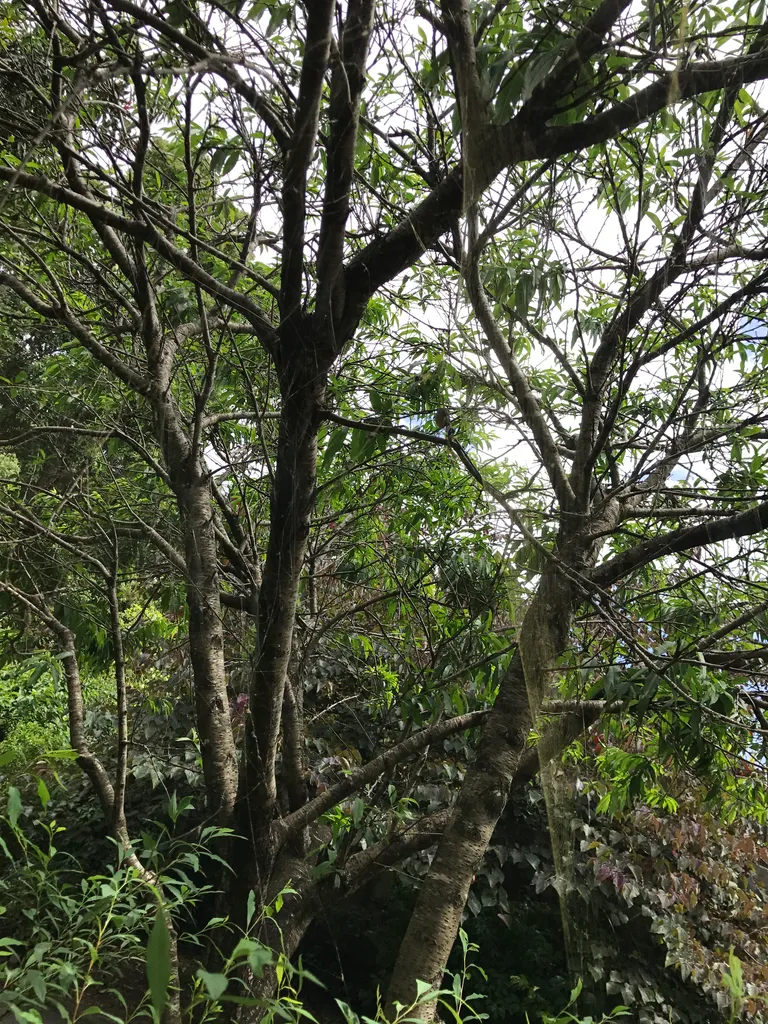 Sydney botanical gardens