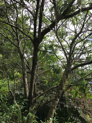 Sydney botanical gardens