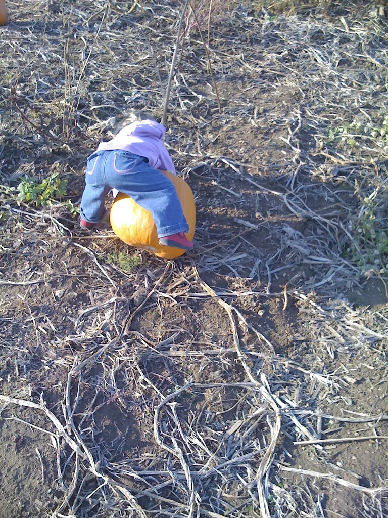 pumpkin pickin'