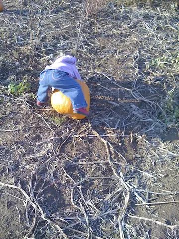 pumpkin pickin'