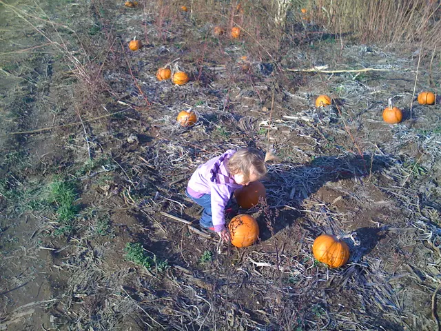 pumpkin pickin'