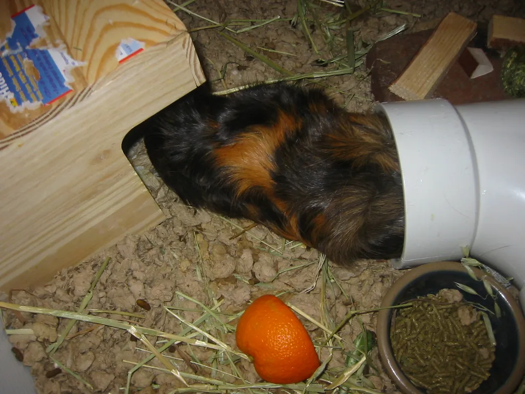 snoozer heads for shelter
