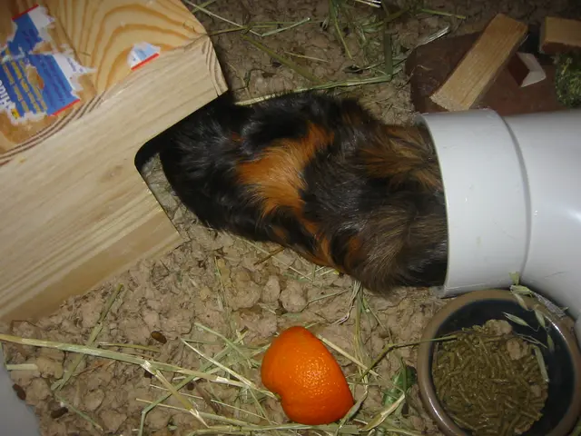 snoozer heads for shelter
