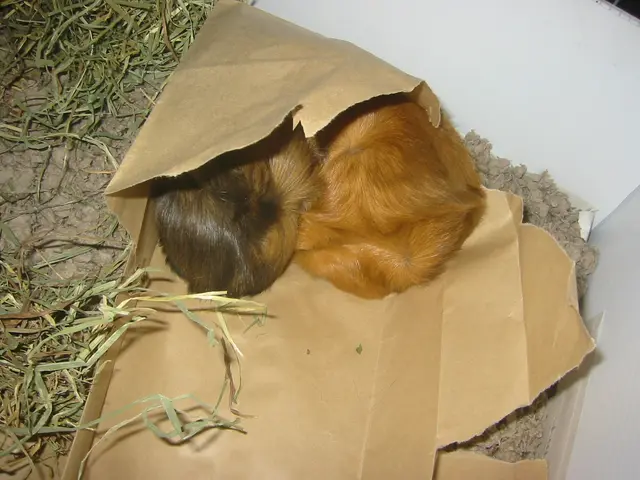 snoozer and wookiee