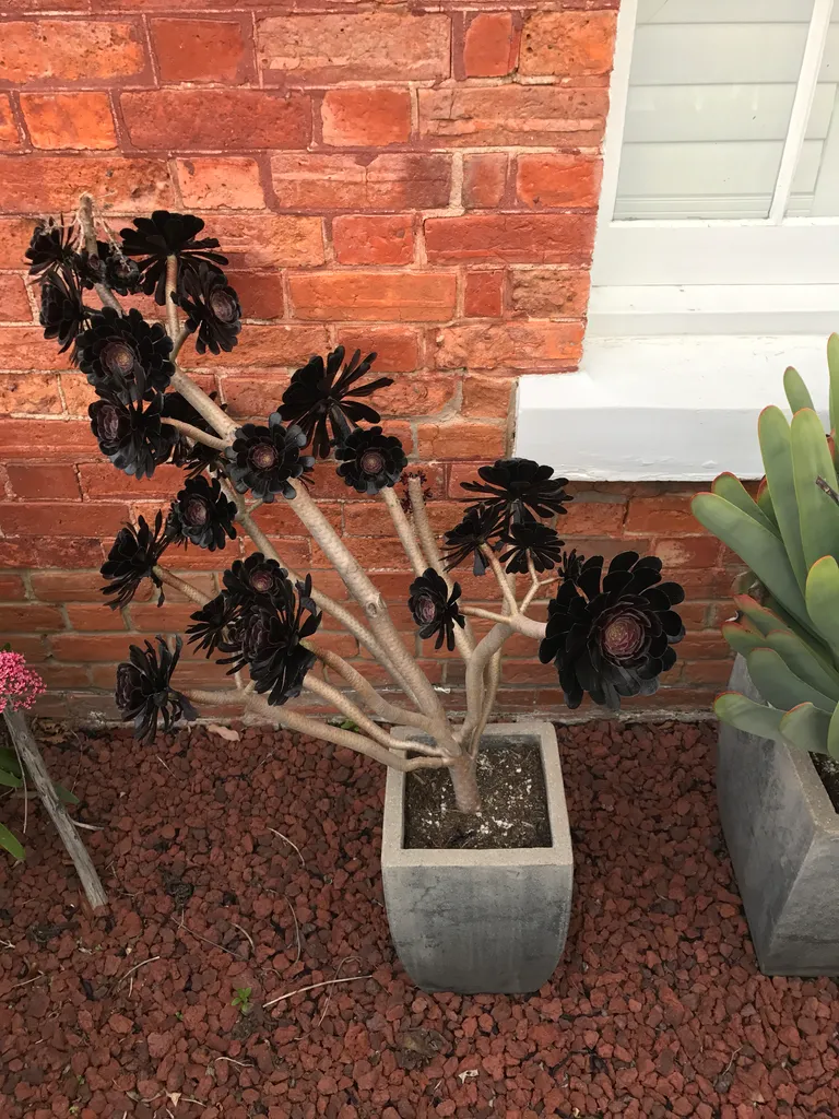 black flowers