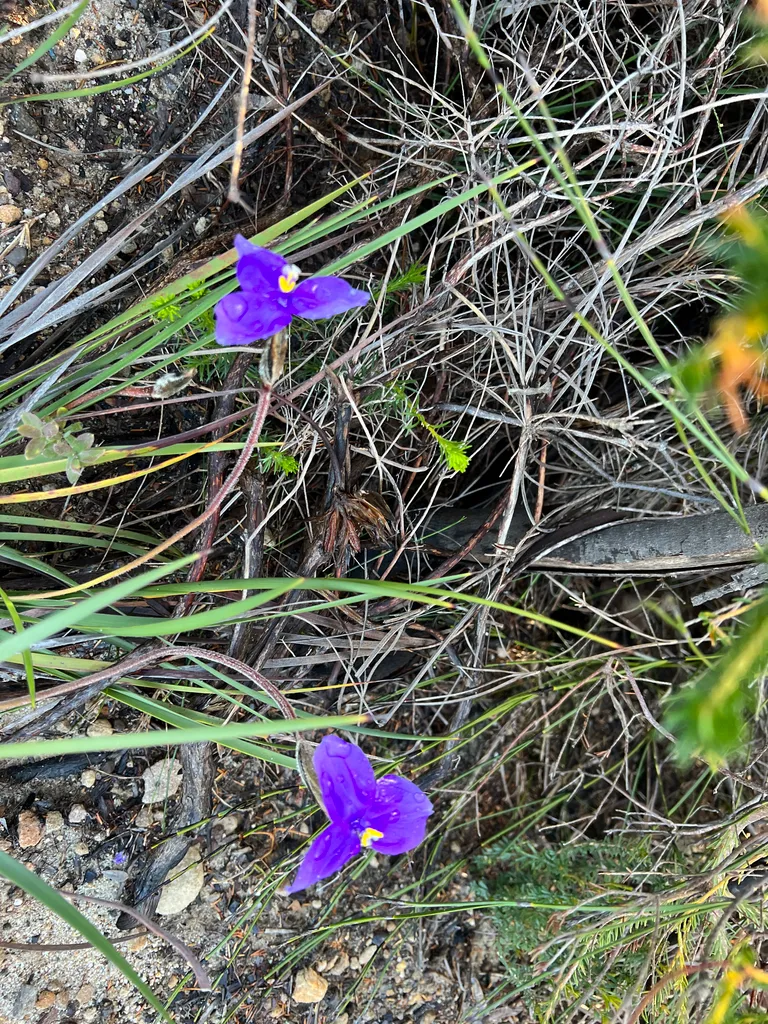 bushwalk