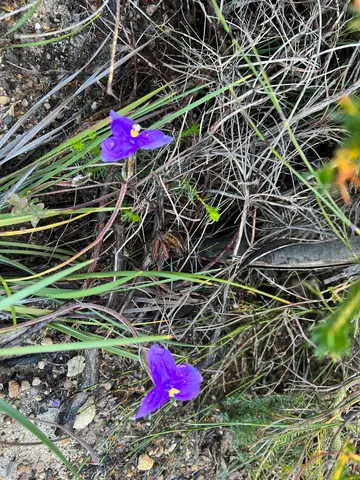 bushwalk