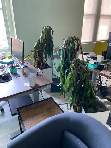 the sad, dead office plants