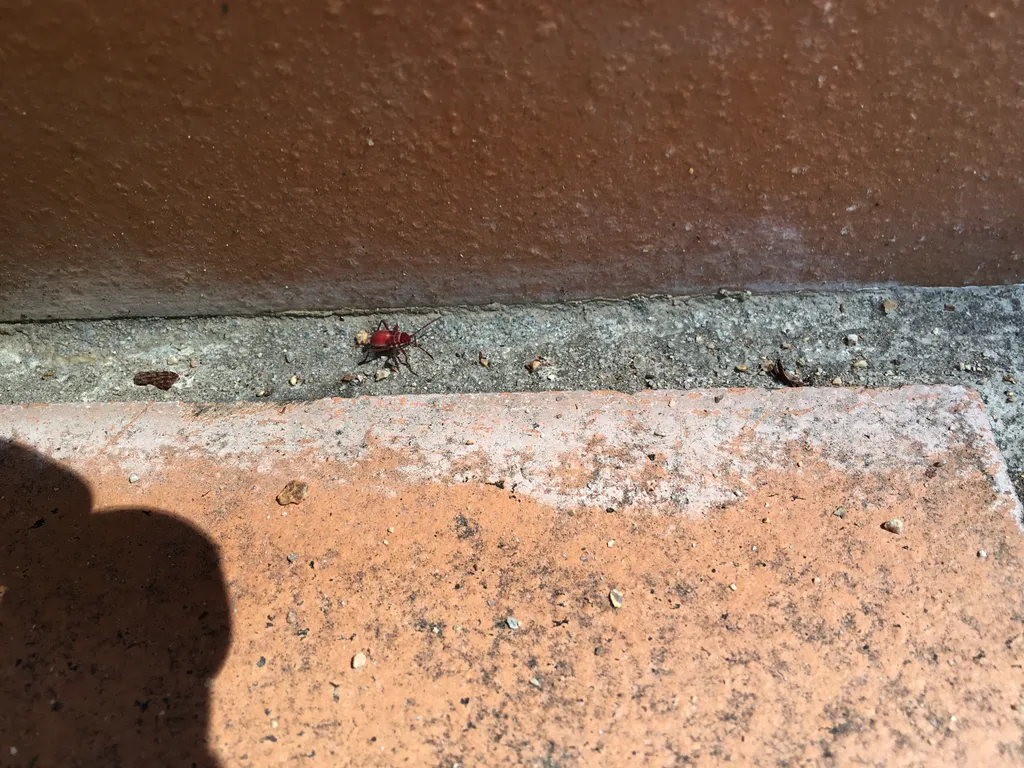 Melbourne bugs