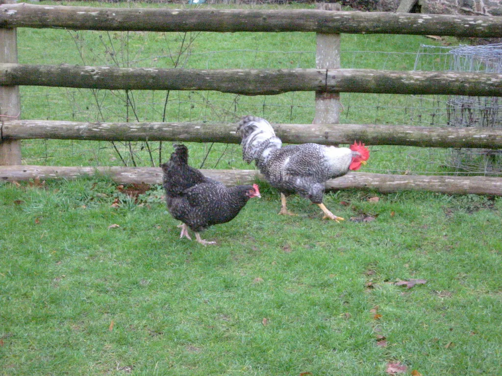 cock and hen