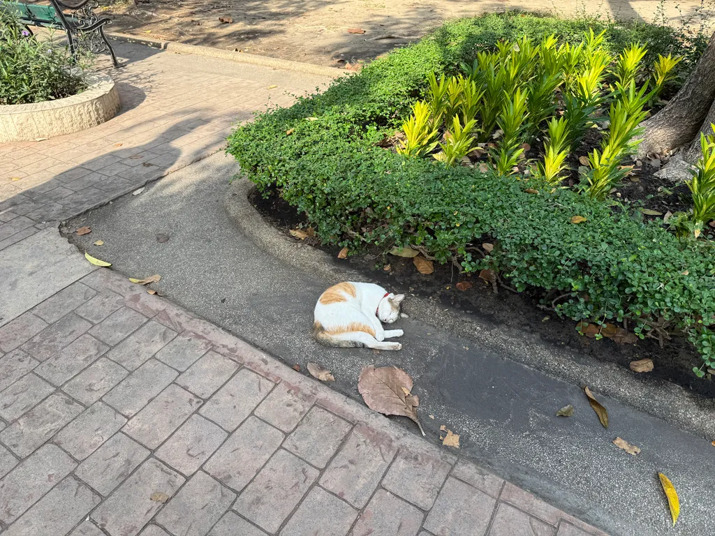 Queen Park cat in Bangkok