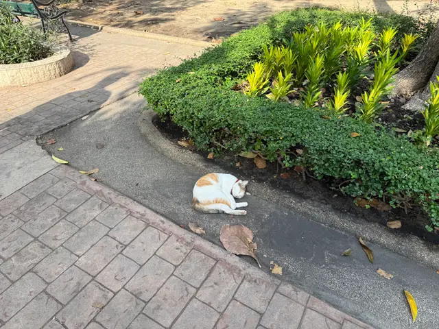 Queen Park cat in Bangkok