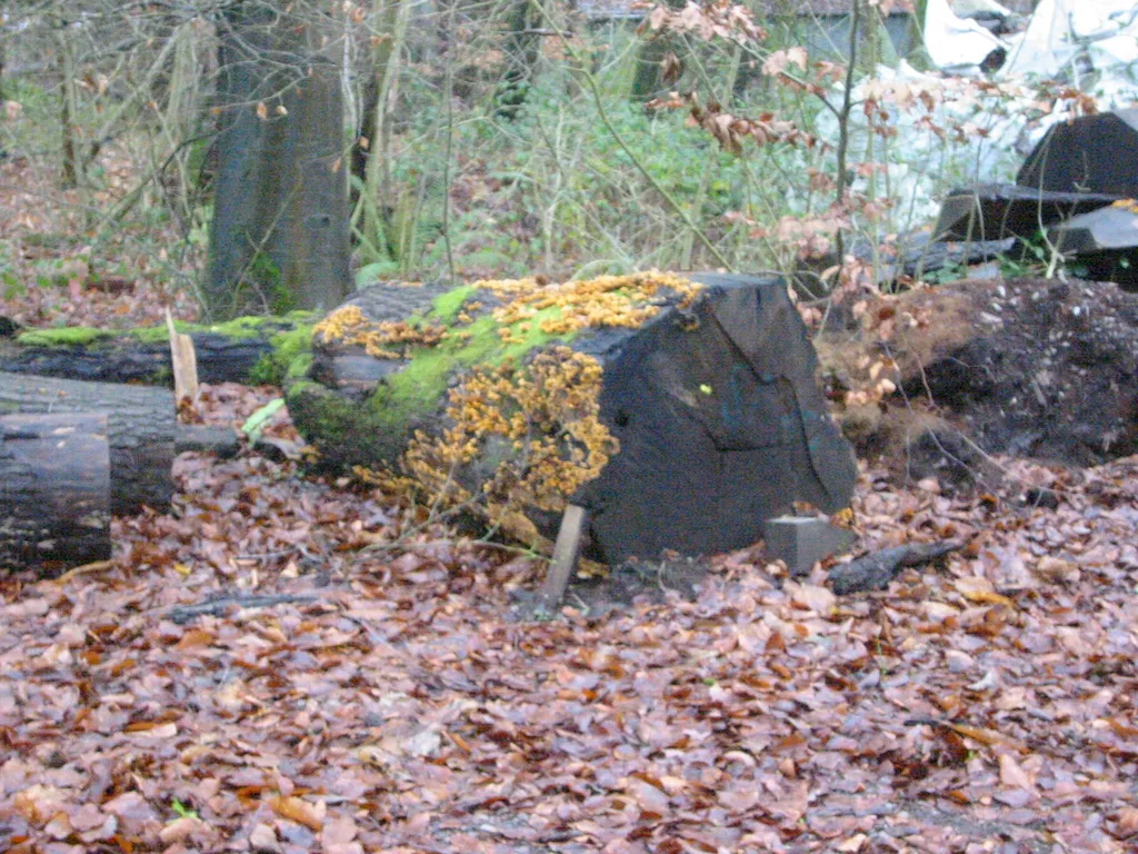 tree fungus