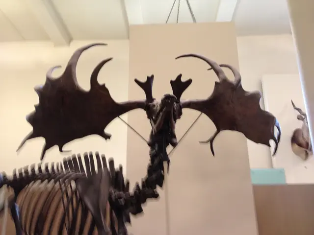megamoose
