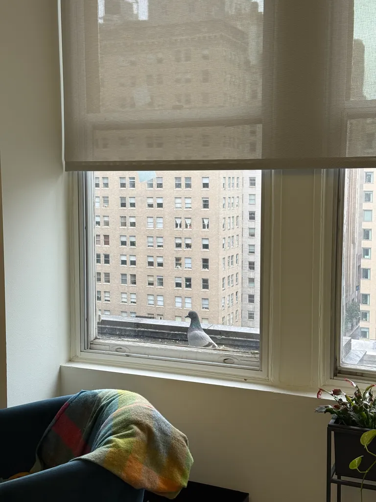 office window pigeon
