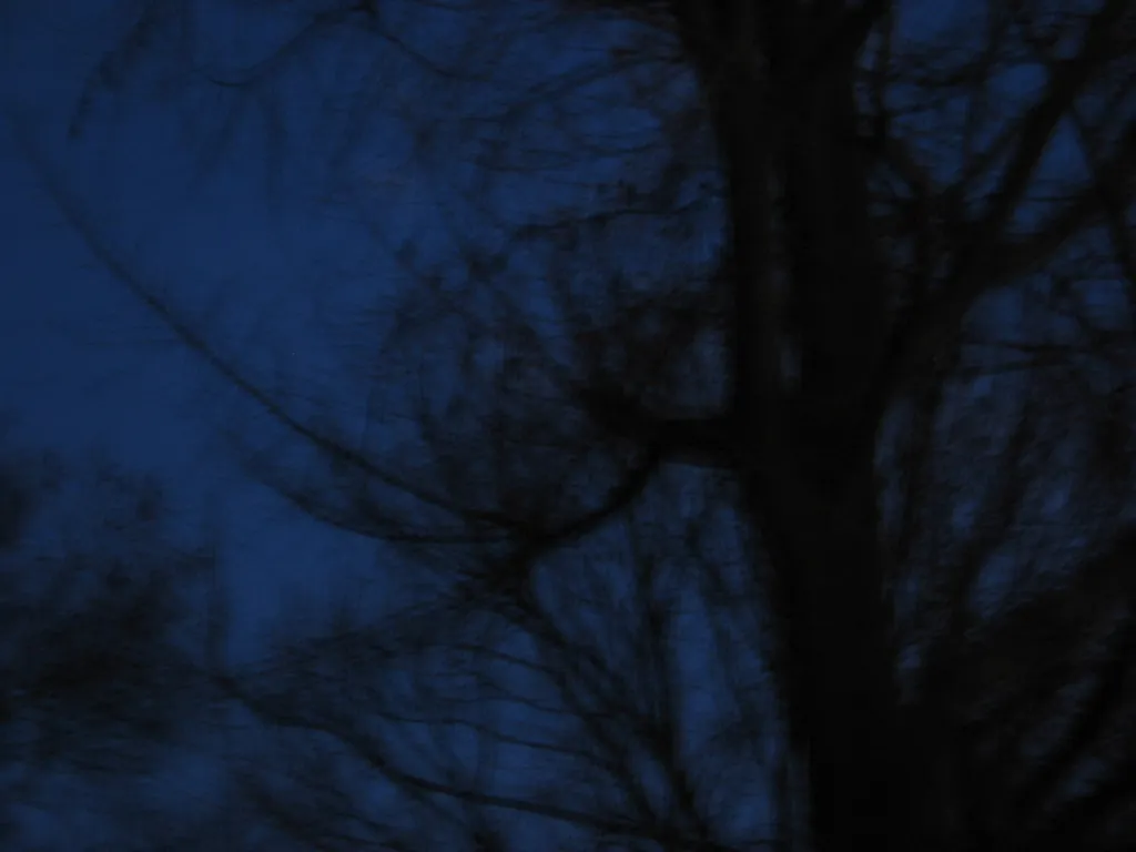 nisky-trees-2