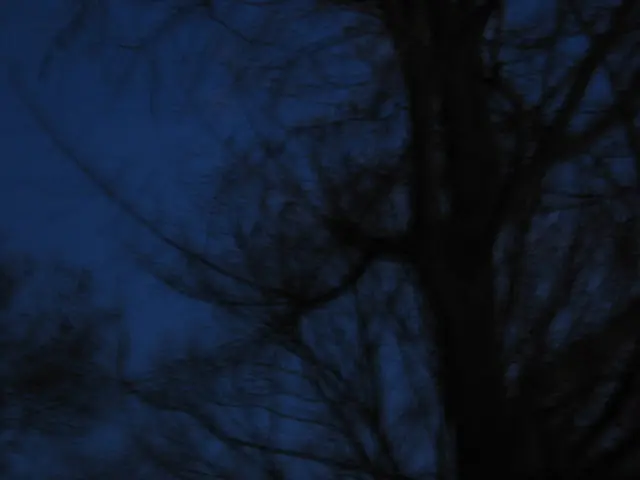 nisky-trees-2