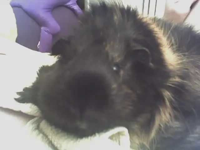 snoozer