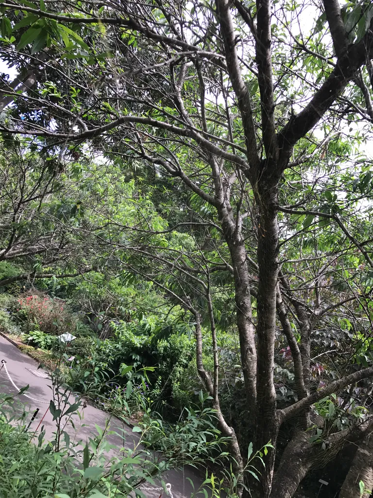 Sydney botanical gardens