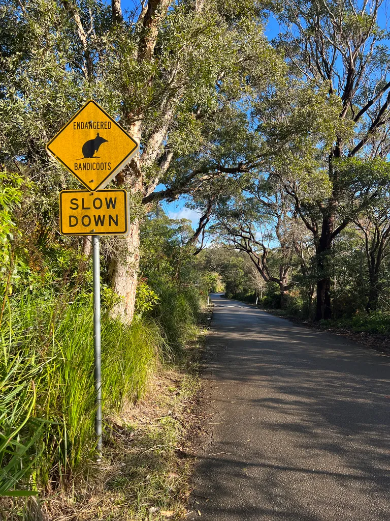 bushwalk - bandicoots