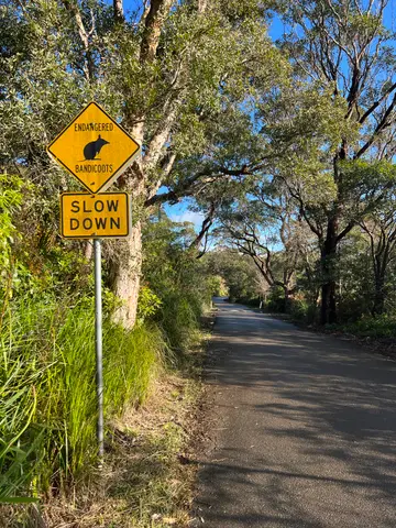 bushwalk - bandicoots
