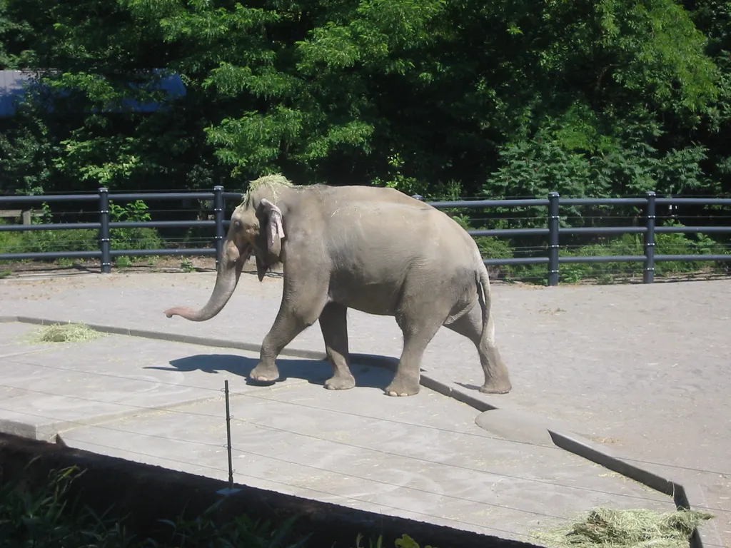 oscon 2003, elephant-4