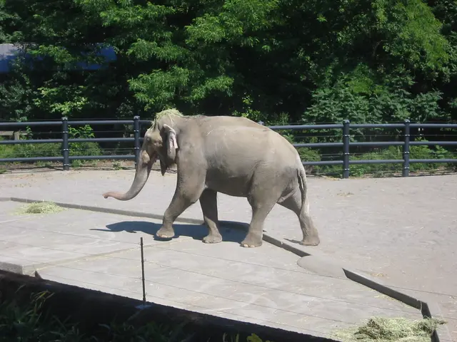 oscon 2003, elephant-4