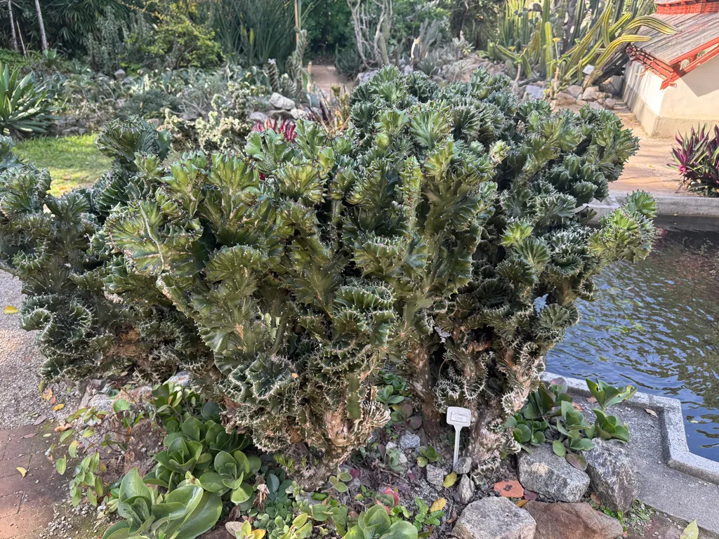 the Botanical Garden in Rio