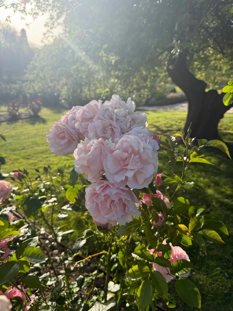 roses in Hobart