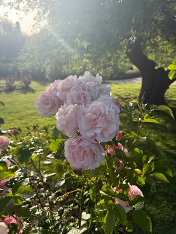 roses in Hobart