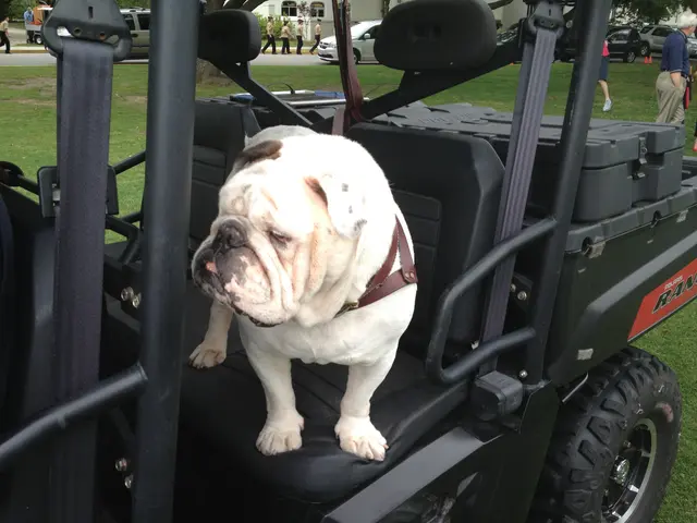 The Citadel's mascots