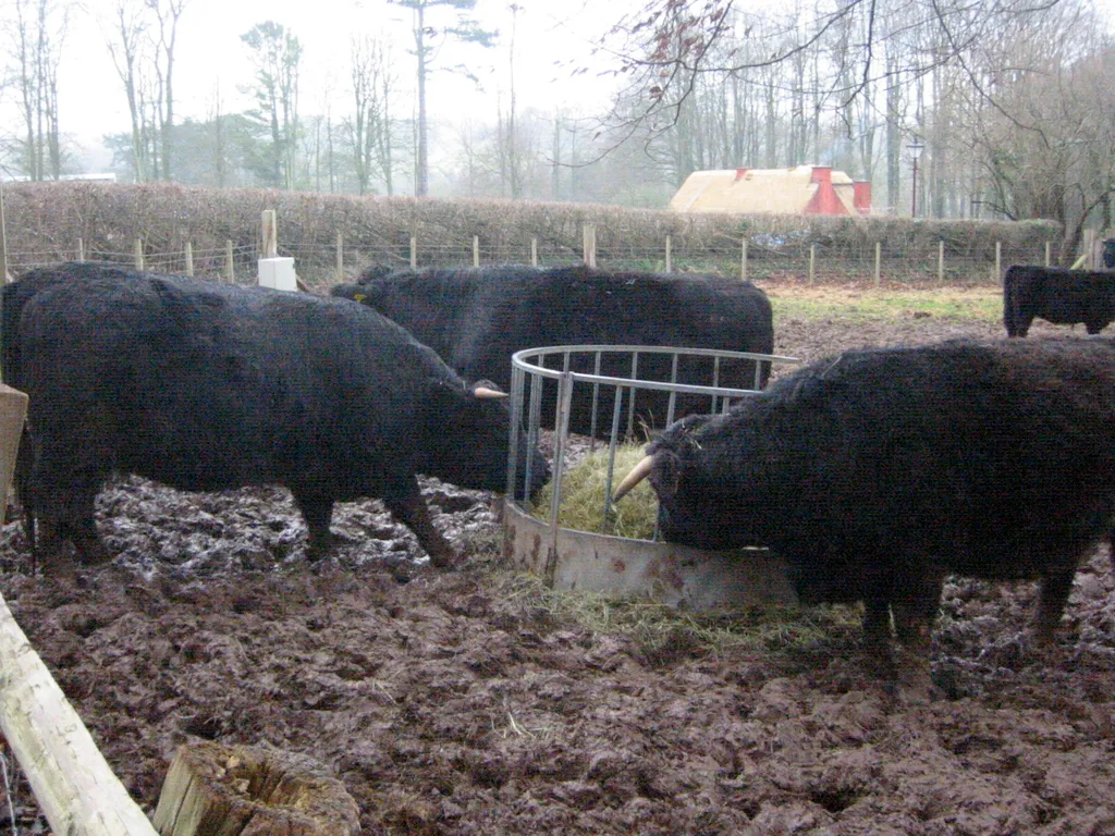 bulls
